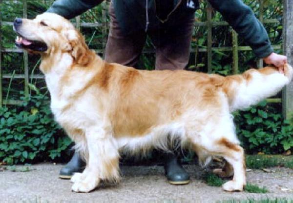 Ryders Pathfinder To Kennelridge | Golden Retriever 