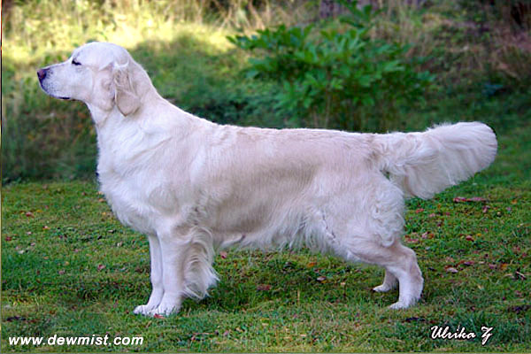 Dewmist Shaquille | Golden Retriever 