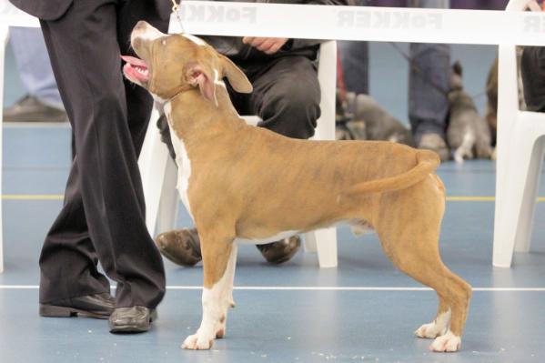 Mountaingarden Set Me Free | American Staffordshire Terrier 