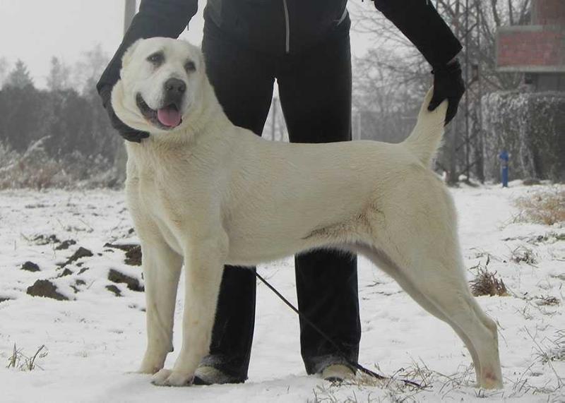 VERONA IZ RUSKOG IZVORA | Central Asian Shepherd Dog 