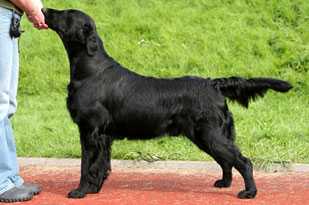 Almanza Lover Under Cover | Flat-Coated Retriever 