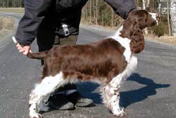 Goldmoore's Angel In Gold | English Springer Spaniel 