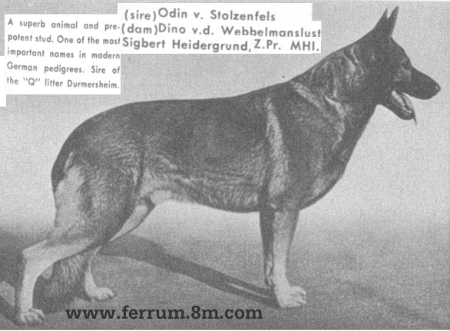 Sigbert Heidegrund | German Shepherd Dog 