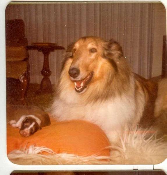 Celeste Yarnall's Lonnie | Rough Collie 