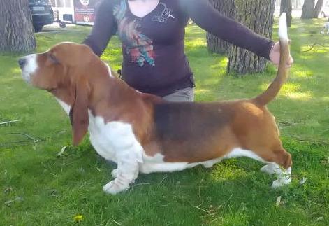 Quantas-Napoca Valentino | Basset Hound 