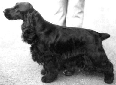 Quettadene Keeping Faith | English Cocker Spaniel 