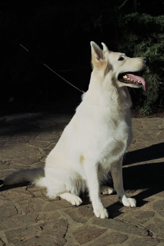 Chiara Comunella di Temaline | White Swiss Shepherd Dog 