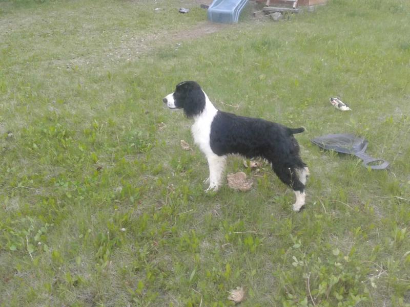 Rosen's Rapidfire Kisses | English Springer Spaniel 