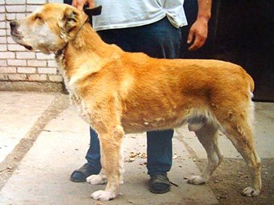 Ir (Shafir-Afi) | Central Asian Shepherd Dog 