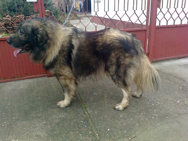 Klif (JR) 30157 ŠO | Yugoslavian Shepherd Dog-Sarplaninac 