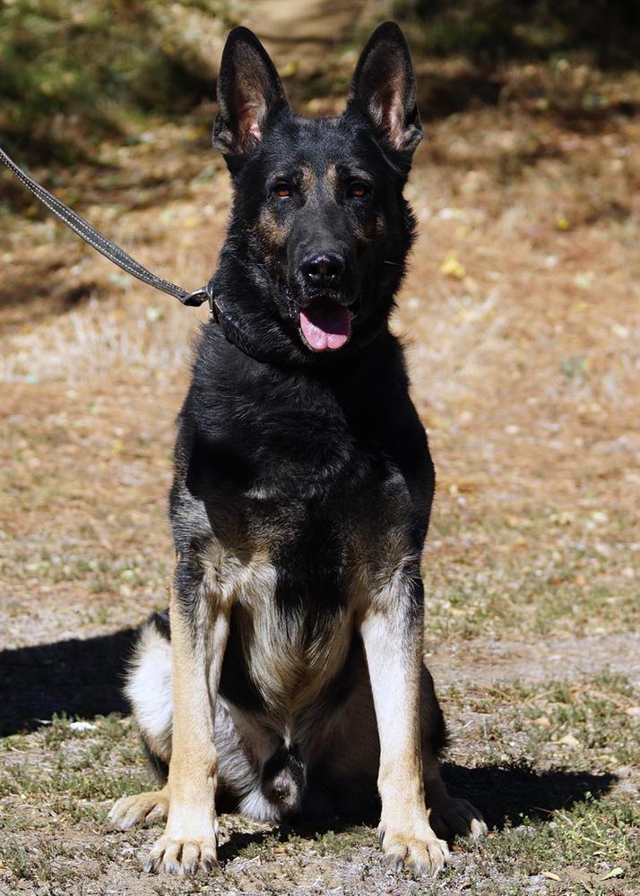 Dago Spod Lazov | German Shepherd Dog 