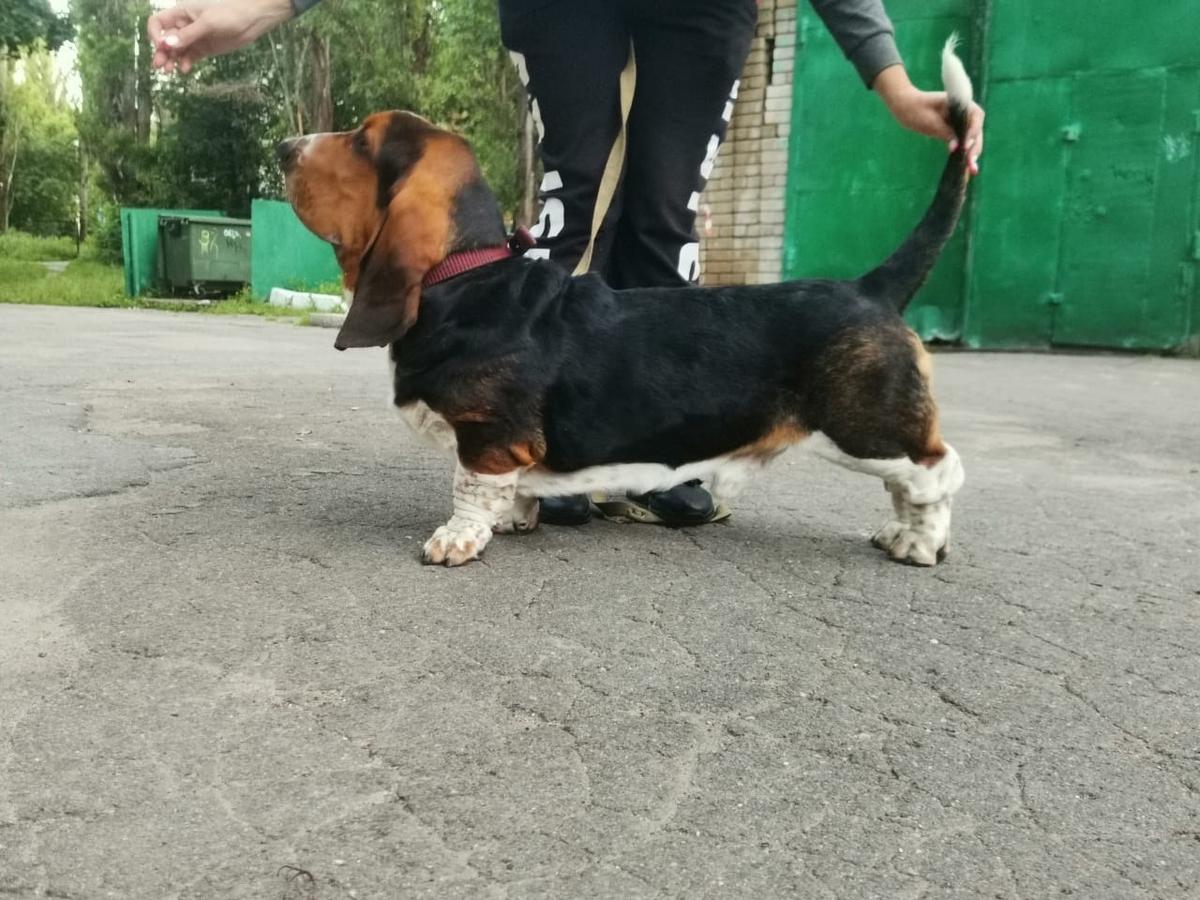 Lily Crown Perseus Strong | Basset Hound 