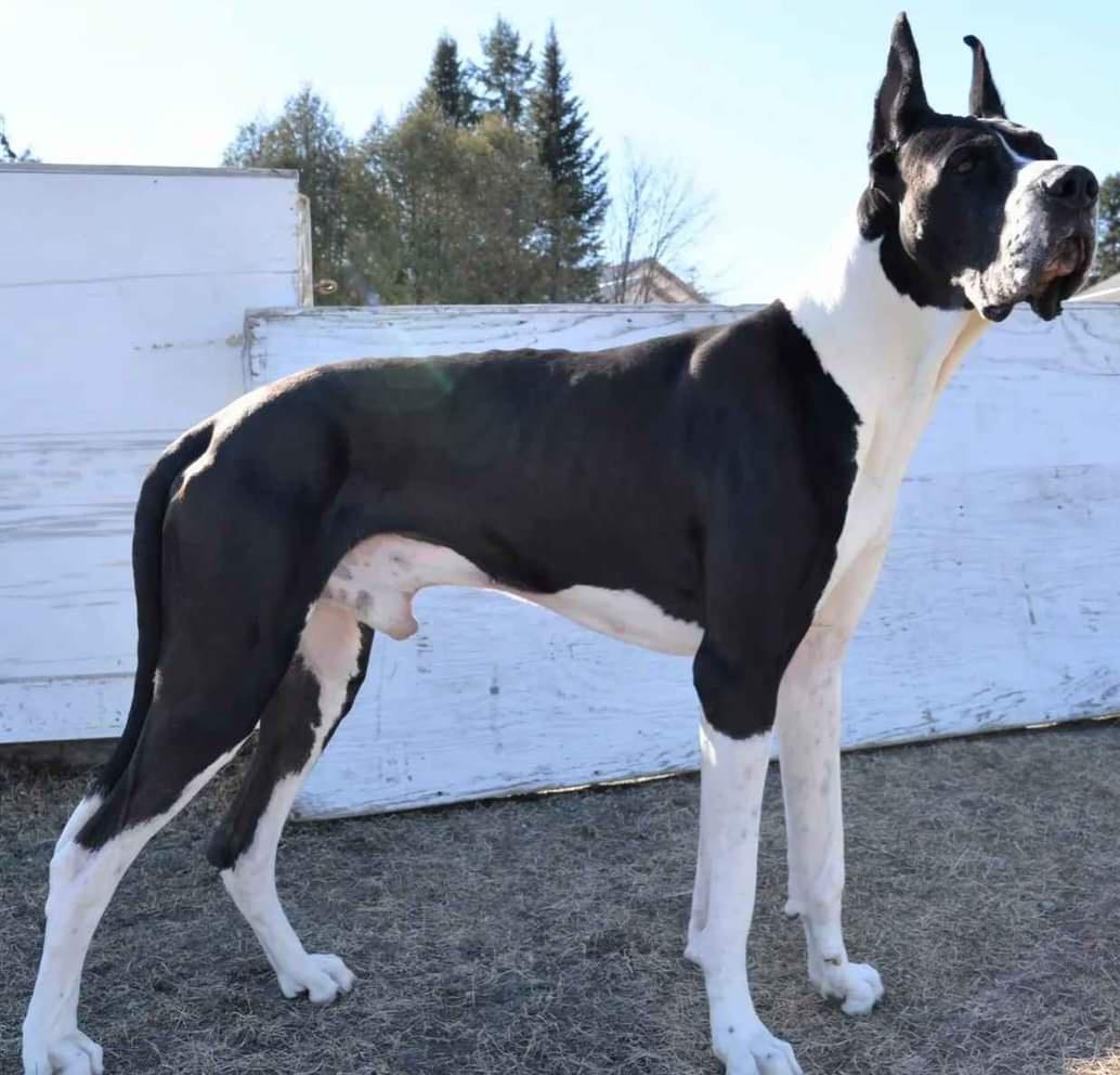 Turkish Whirling Dervish | Great Dane 