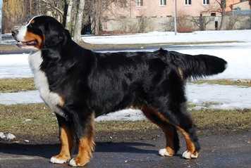 Sennenhund Rossii Alberta | Bernese Mountain Dog 