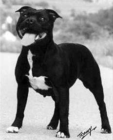 ?zure Annemone Vom Beauty Domicil | Staffordshire Bull Terrier 