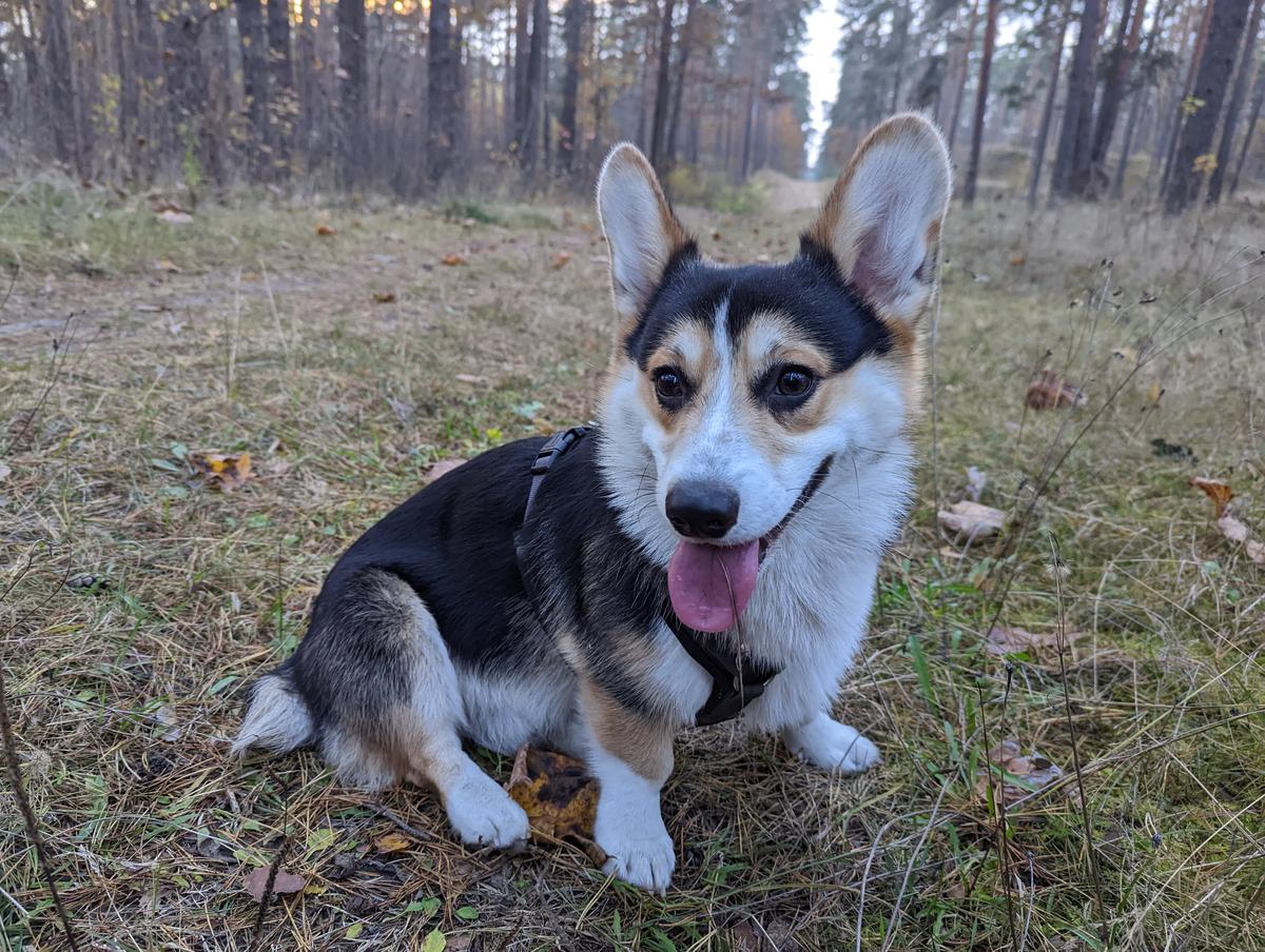 Basilic Reve Rose | Pembroke Welsh Corgi 