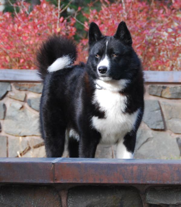 Bjornehusets Lasse | Karelian Bear Dog 