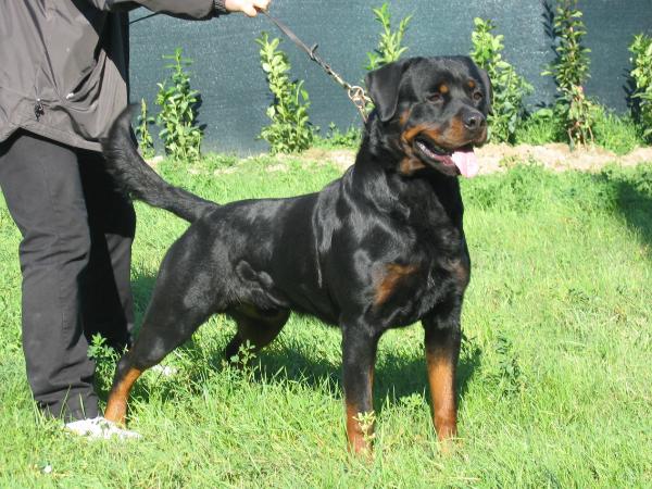 Varenne dell'antico guerriero | Rottweiler 