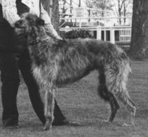 Erceldoune Tay of Geltsdale | Scottish Deerhound 