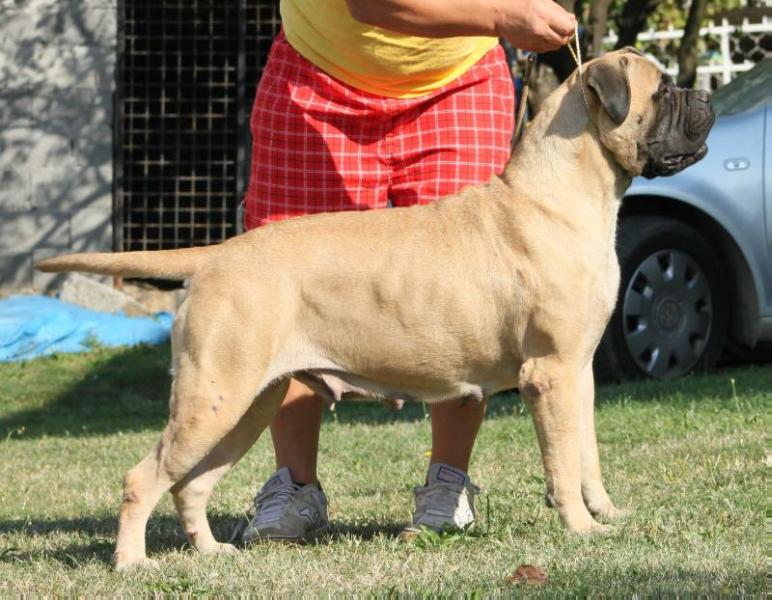 City Of Sunshine Angel | Bullmastiff 