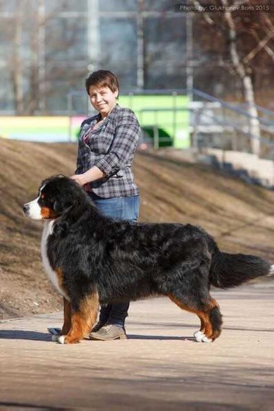 Sennenhund Rossii Zhoker | Bernese Mountain Dog 