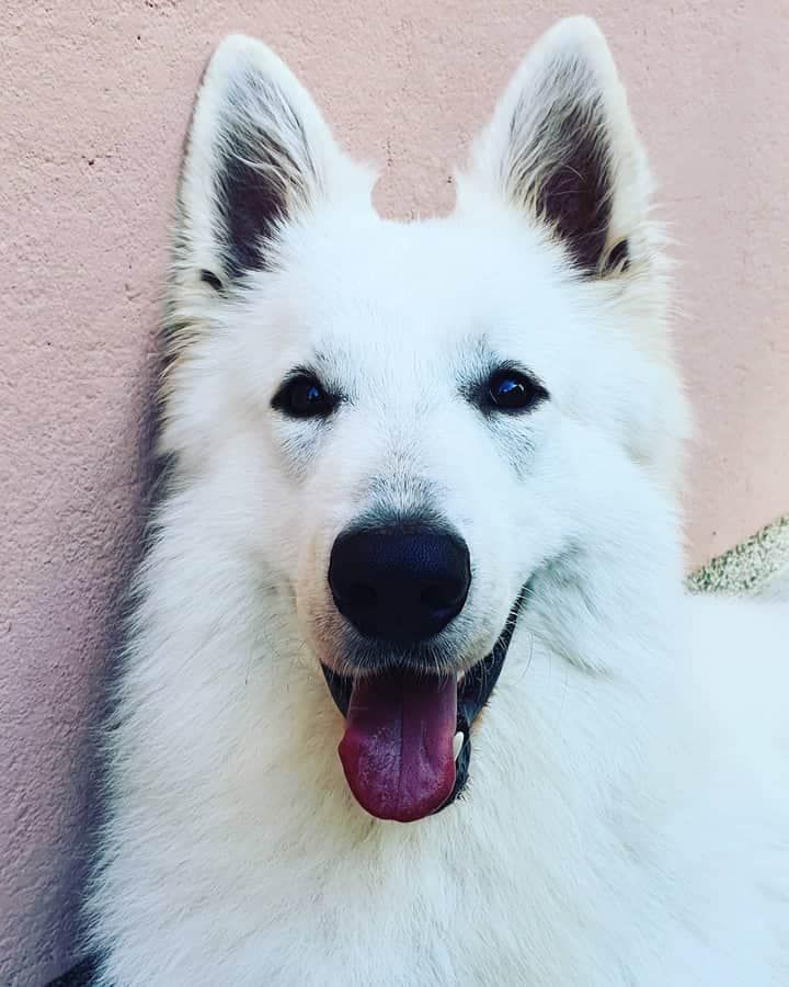 Zampa di Anouk Abez | White Swiss Shepherd Dog 