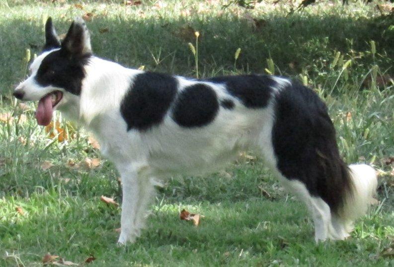 B6DR Bess | Border Collie 