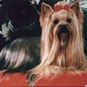 Rothby's Majestic Pride N'Joy | Yorkshire Terrier 