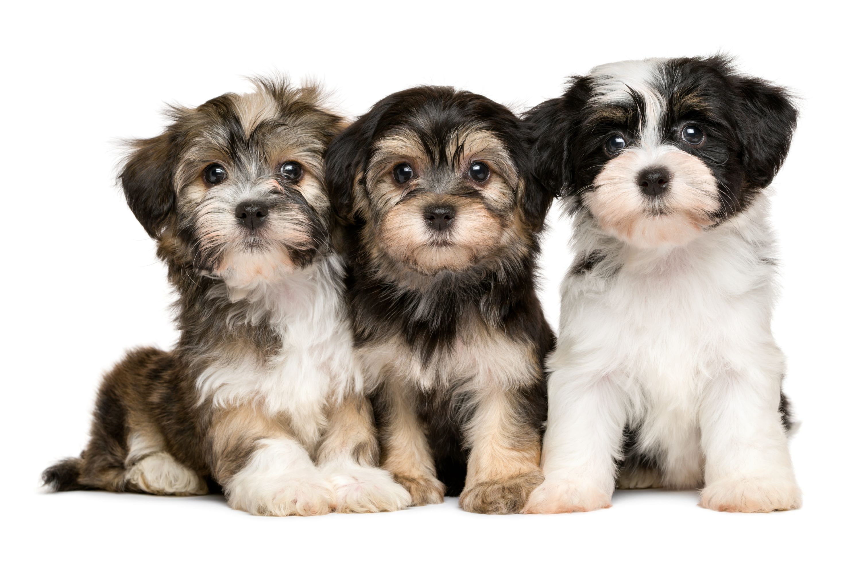 Havanese