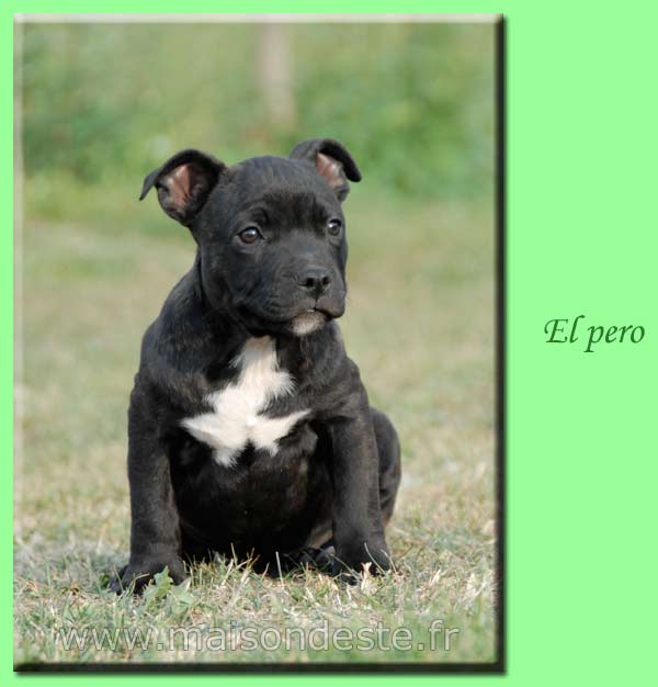 El pero de la maison d este | American Staffordshire Terrier 