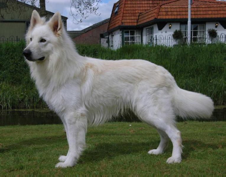 Moby Dick of the Heart of Lothian | White Swiss Shepherd Dog 