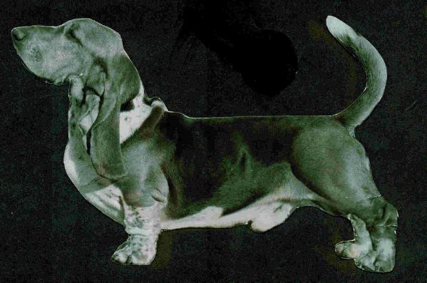 Coran's My Pick O'George | Basset Hound 