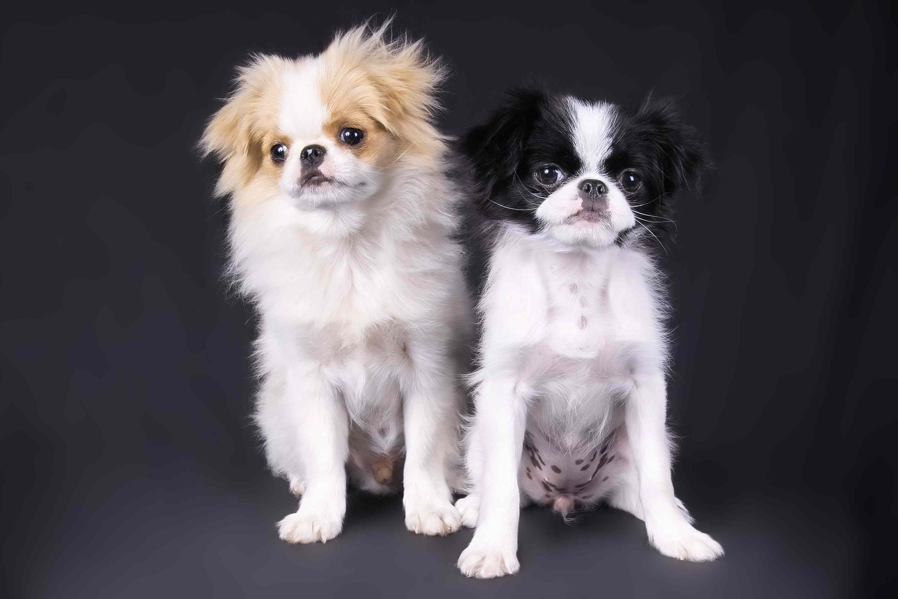 Japanese Chin
