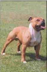 Cumhil Ard Ri | Staffordshire Bull Terrier 