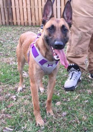 CCK9's Mileena | Belgian Malinois 