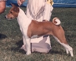 Sukari's Mindiana Jones | Basenji 