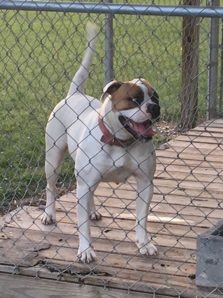 SOUTHPAW'S DAISY OF IBK | American Bulldog 