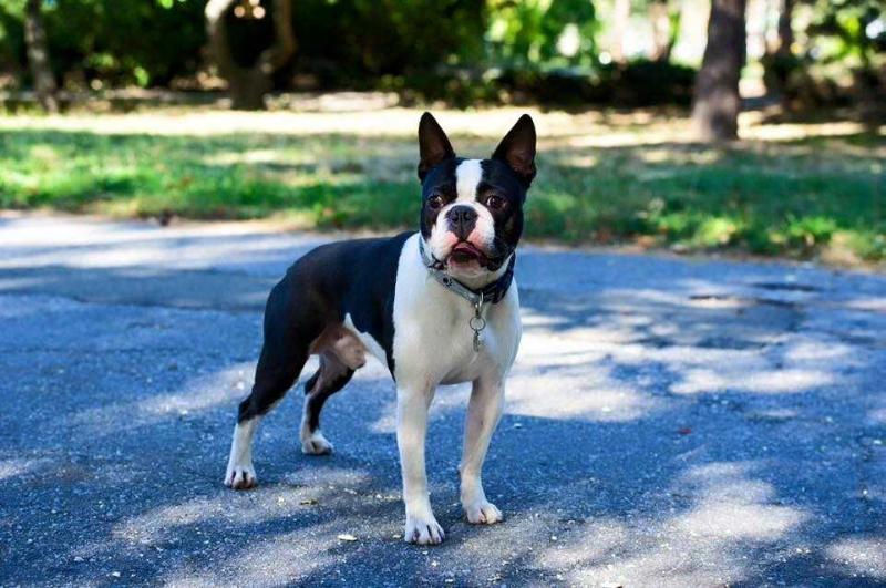 Barney Stinson | Boston Terrier 