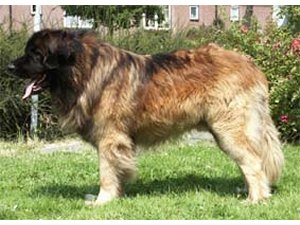 Lucanus Bunty Alegria | Leonberger 