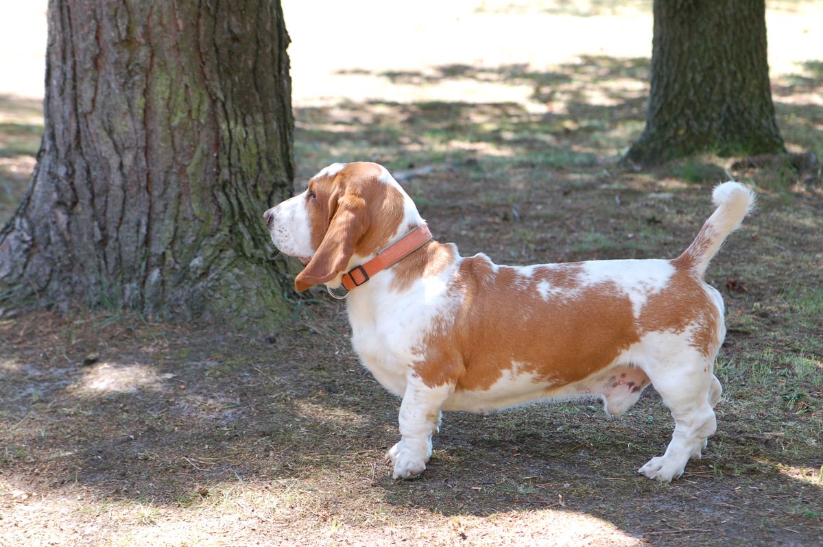 Duke of charming Buddys | Basset Hound 