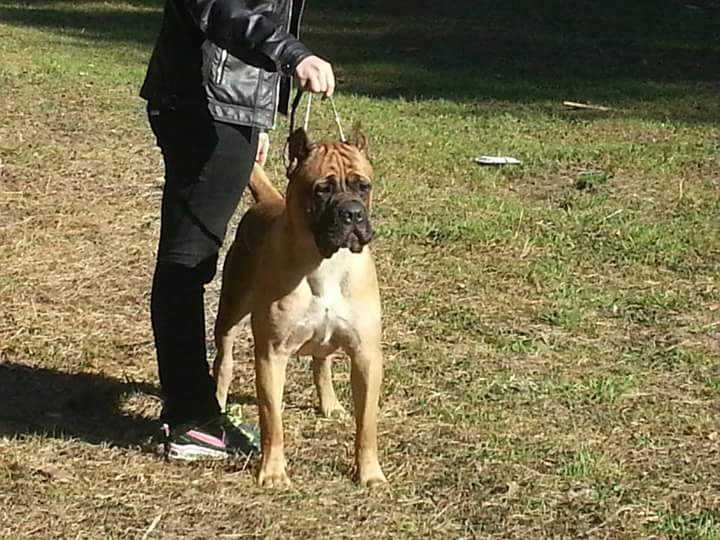 Versache iz dinastii chempionov | Cane Corso 