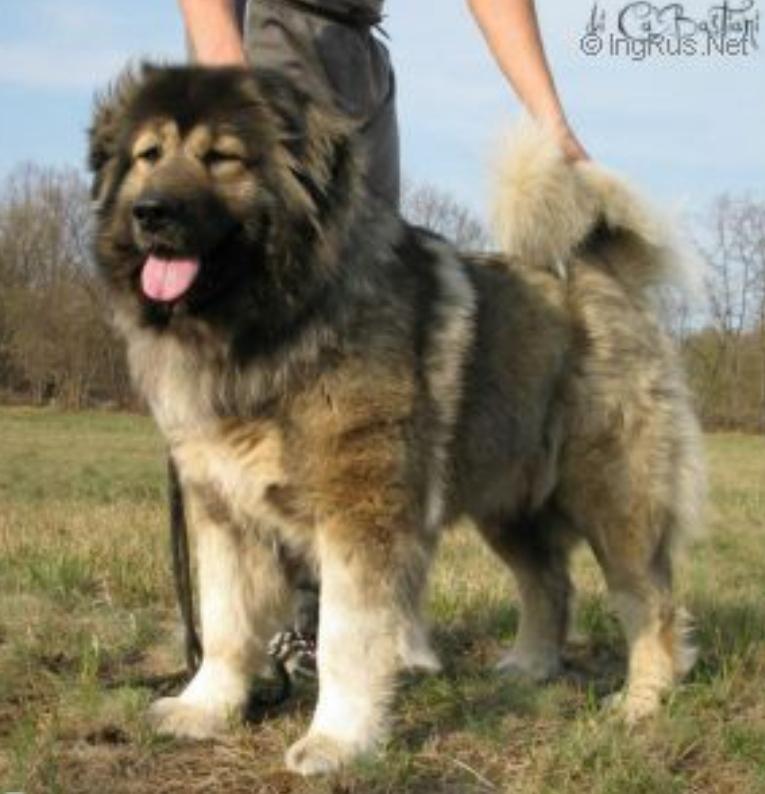 Dajra | Caucasian Mountain Dog 