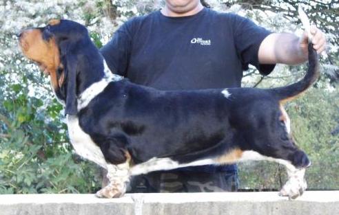 Kings' Rabbit Bagheera | Basset Hound 