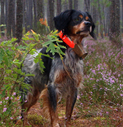 ORACE DU PONT DE CAUHET | Brittany 