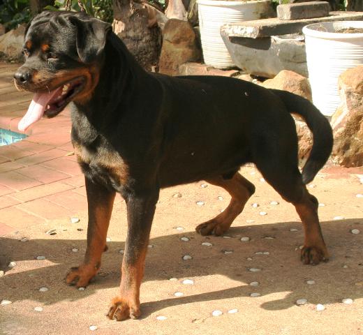 Xaro Von Kelemen | Rottweiler 