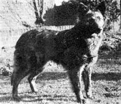 Ricky | Dutch Shepherd 