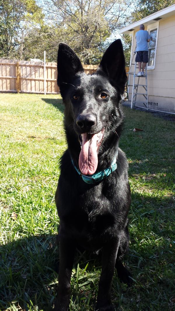 Lilian | German Shepherd Dog 