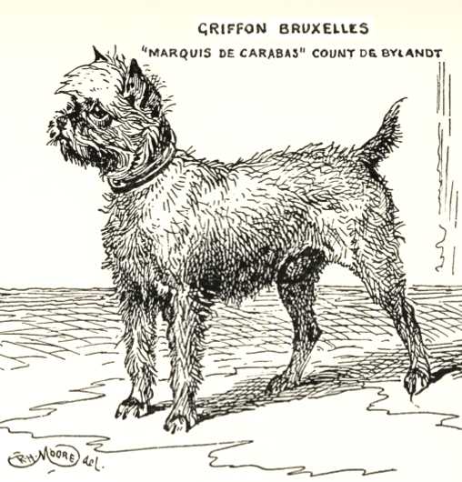 Marquis de Carabas [Count de Bylands's] | Brussels Griffon 