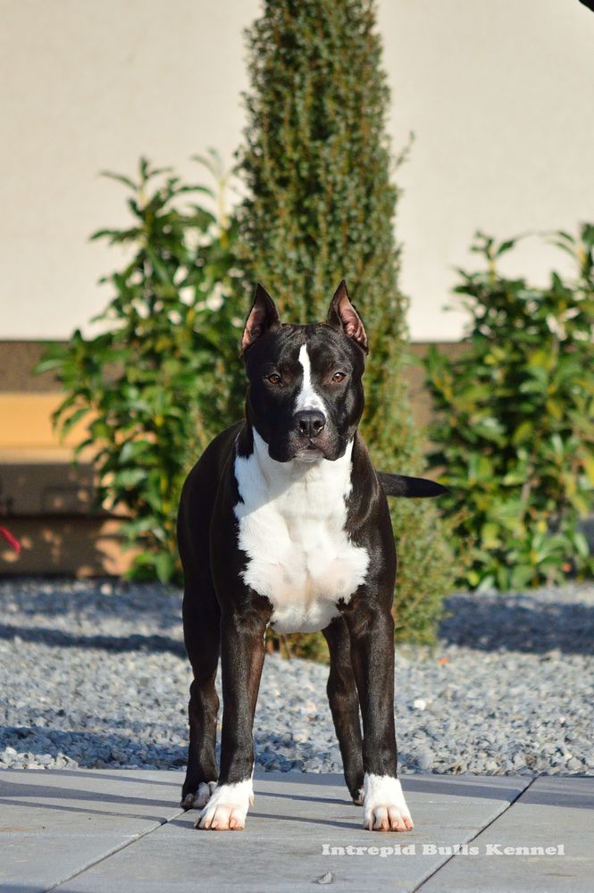 Intrepid Bulls Epic | American Staffordshire Terrier 