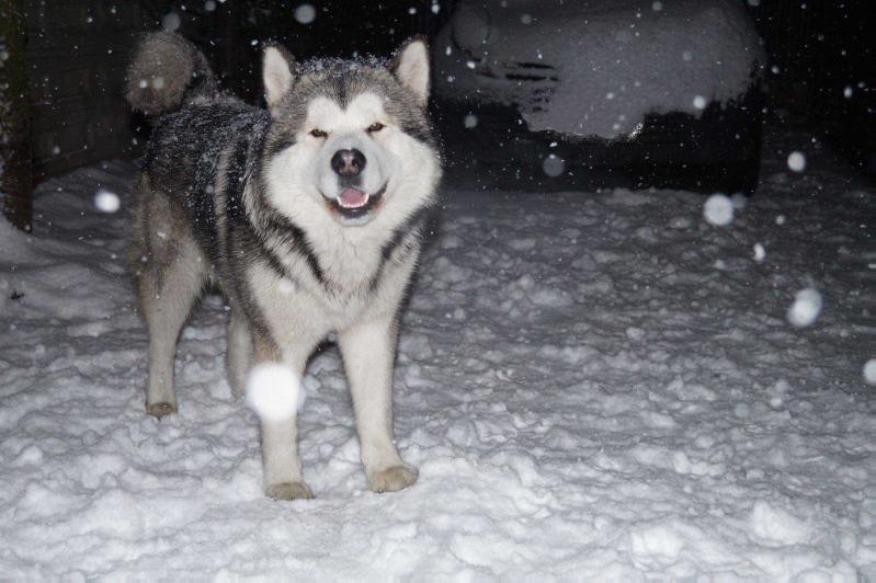 Foster Wataha z Doliny Raby | Alaskan Malamute 